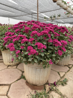 Cây Cúc Tím Hàn Quốc