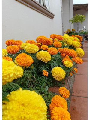 Cây Cúc Vạn Thọ