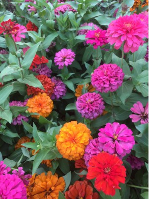 Cây Cúc Zinnia