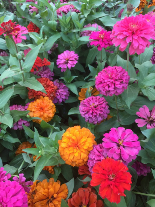 Cây Cúc Zinnia