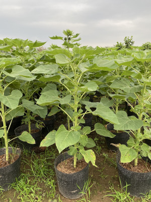 Cây Hoa Hướng Dương