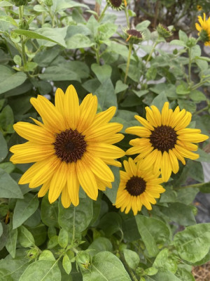 Cây hoa Hướng Dương thân gỗ