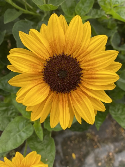 Cây hoa Hướng Dương thân gỗ