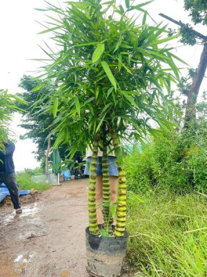 Cây Trúc Phật Bà
