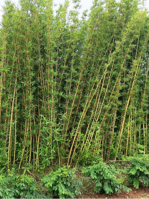 Cây Trúc Quân Tử