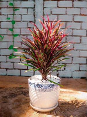 Cây Ánh Dương