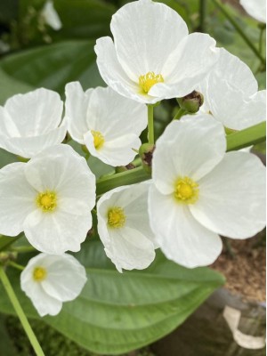 Cây Bách Thủy Tiên