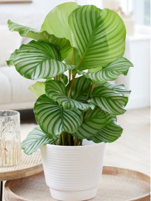 Cây đuôi công orbifolia