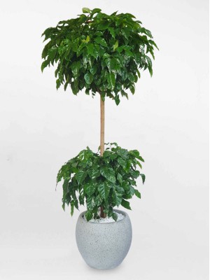 Cây Hạnh Phúc 2 Tầng
