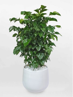 Cây Hạnh Phúc