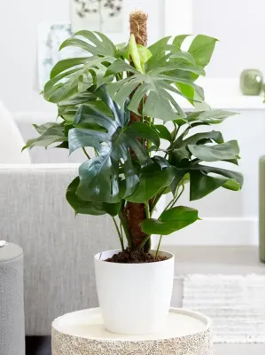 Cây Monstera Deliciosa