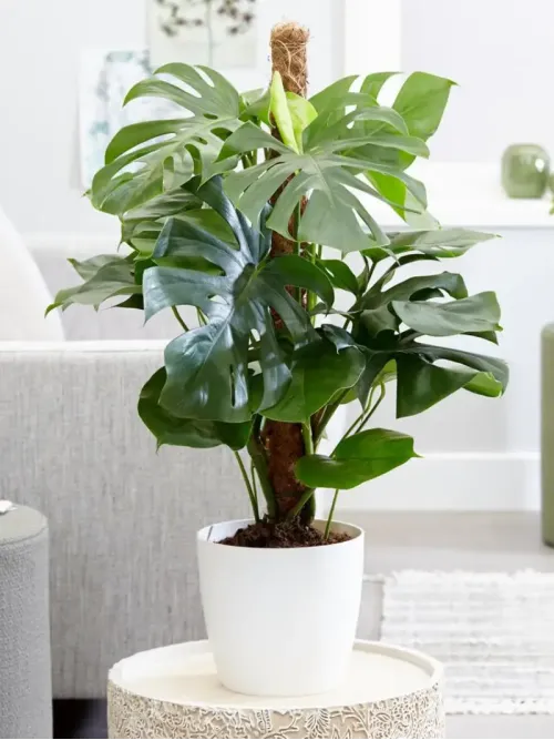 Cây Monstera Deliciosa