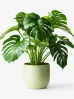 Cây Monstera Deliciosa