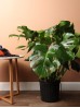 Cây Monstera Deliciosa