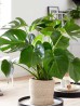 Cây Monstera Deliciosa