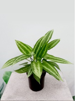 Cây Mường Bạc
