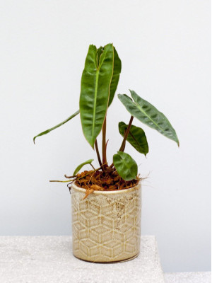 Cây Trầu Bà Hồng Hạc Chân Cam