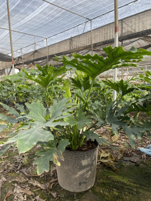 Cây Trầu Bà Thanh Xuân