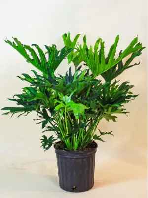 Cây Trầu Bà Thanh Xuân