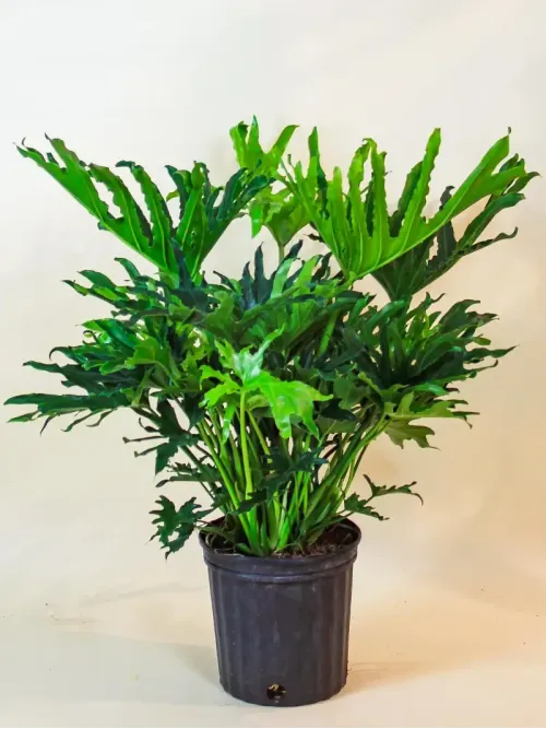 Cây Trầu Bà Thanh Xuân