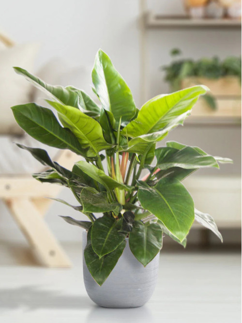 Cây Trầu Bà Đế Vương Xanh