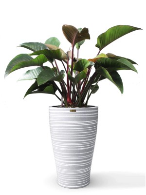 Cây Trầu Bà Đế Vương Đỏ