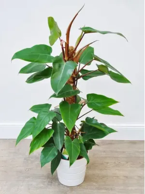Cây Trầu Bà Saphia