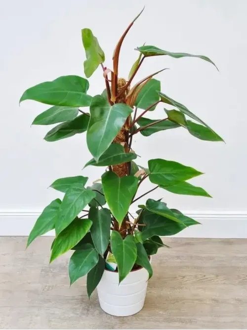 Cây Trầu Bà Saphia