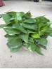Cây Trầu Bà Leo