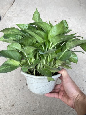 Cây Trầu Bà Leo