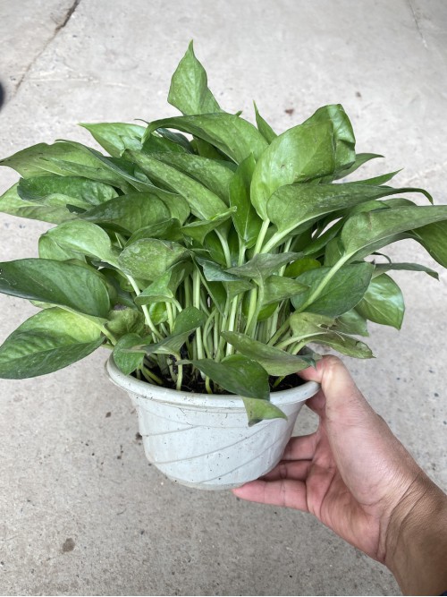 Cây Trầu Bà Leo