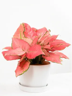 Cây Vạn Lộc Pink Star