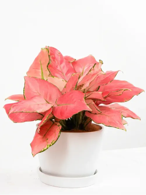 Cây Vạn Lộc Pink Star
