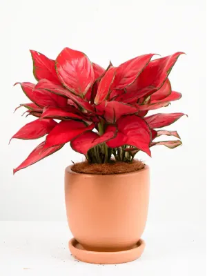 Cây Vạn Lộc Red