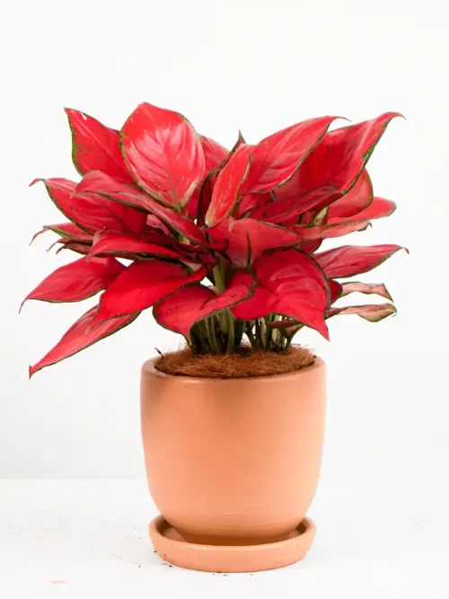 Cây Vạn Lộc Red