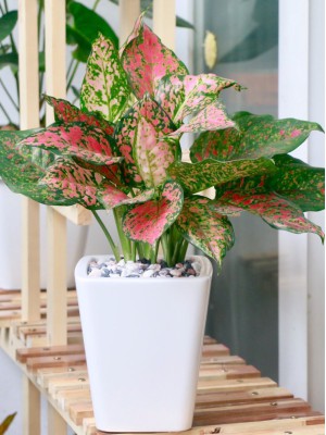 Cây Vạn Lộc rotundum pink