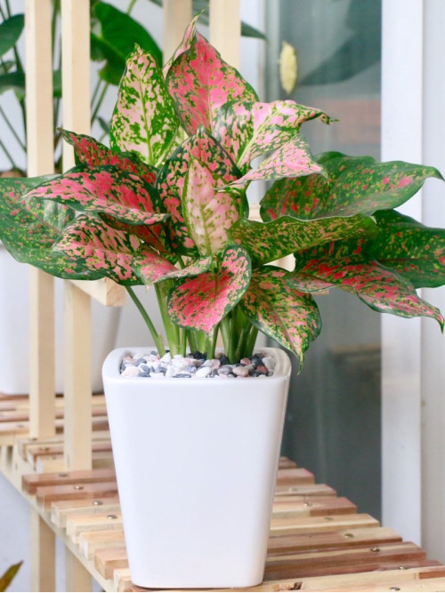 Cây Vạn Lộc rotundum pink