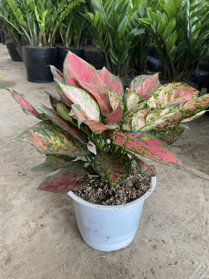 Cây Vạn Lộc rotundum pink